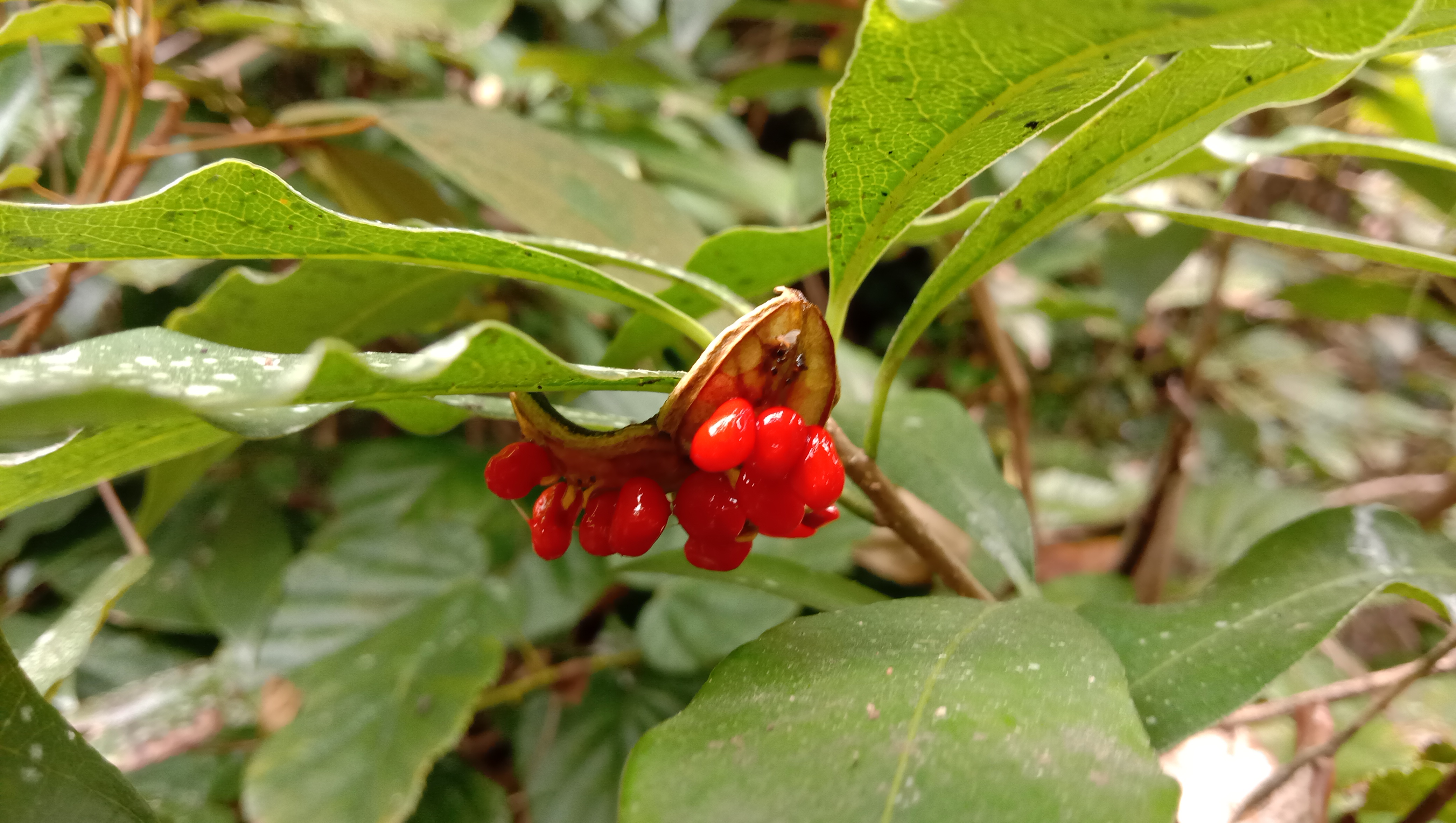 颜值这么高的崖花子没人摘，叶子煮水洗澡，解皮肤痒之痛苦