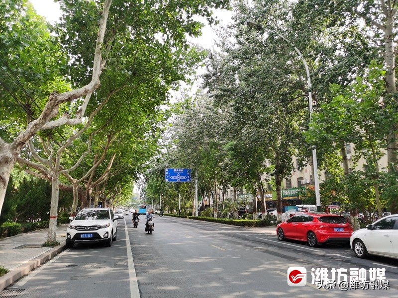 气温平均低5℃！“户外空调”真给力