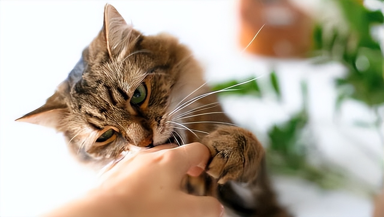 猫咪一边呼噜一边咬人,为什么摸猫咪猫咪会哼唧唧