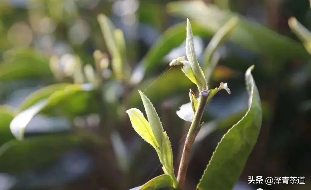 谷雨时节喝谷雨茶的寓意,过了谷雨的茶有什么区别