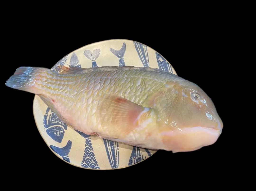 潮爸家7月20日午餐记录，尝鲜湛江野生青衣鱼，舌尖上的珍贵海鱼