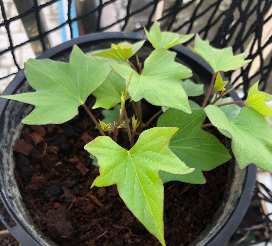 阳台种菜的100种方法,阳台种菜的正确方法大全