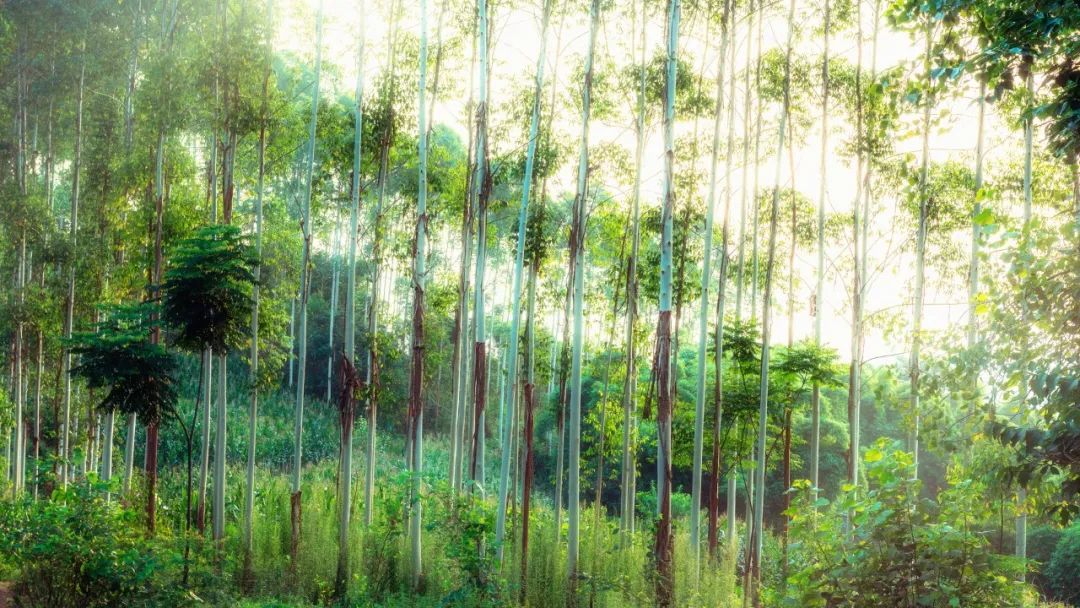 五月最美的诗词,36句绝美夏日诗词