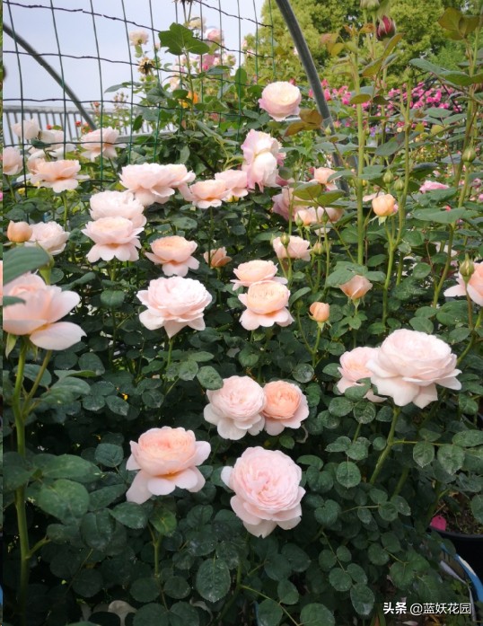 月季花盲芽,月季花怎么有盲枝和盲芽呢