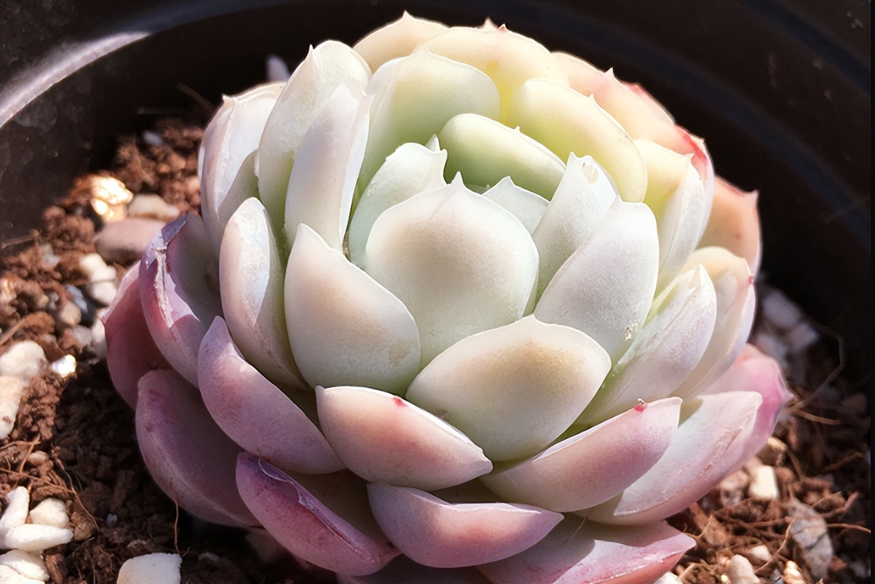 月影系最好养的多肉,月影系多肉最好养的品种