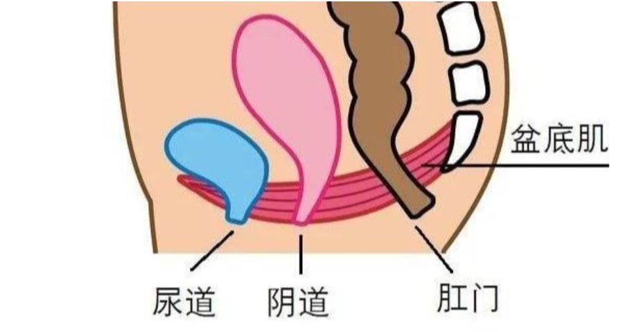 为什么尿路感染“偏爱”女性呢？