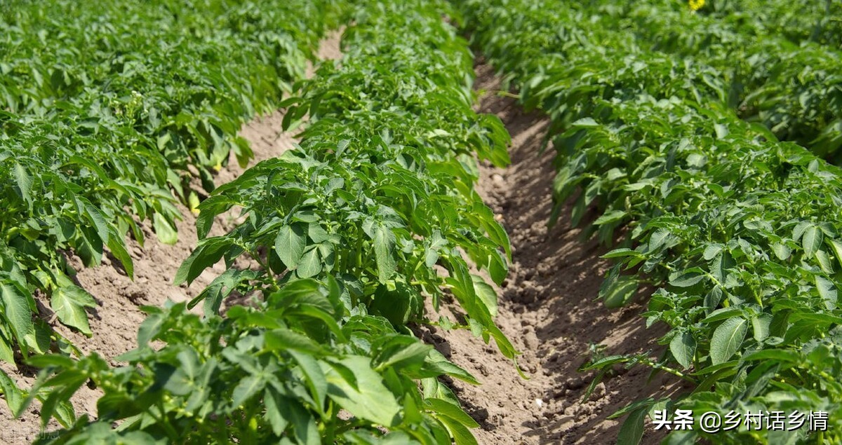 不打农药不施肥的蔬菜怎么种植,四种蔬菜浇水方法