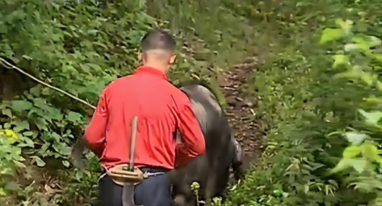 母猪生豹纹猪仔,母猪生下豹纹怪猪