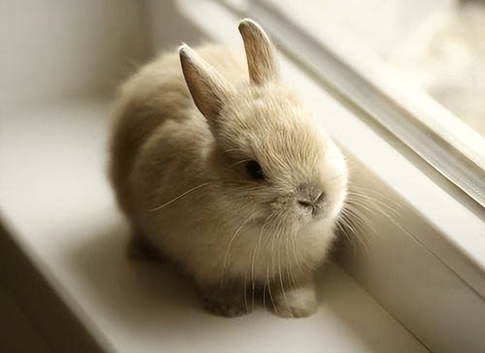 兔子耳朵会不会被拎断,兔子耳朵被抓会导致什么