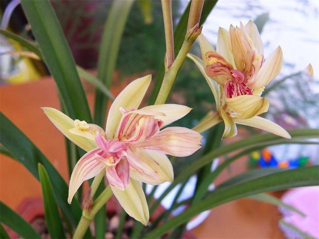 富山奇蝶兰花墨绿色的叶子,富山奇蝶比绿萝好养活