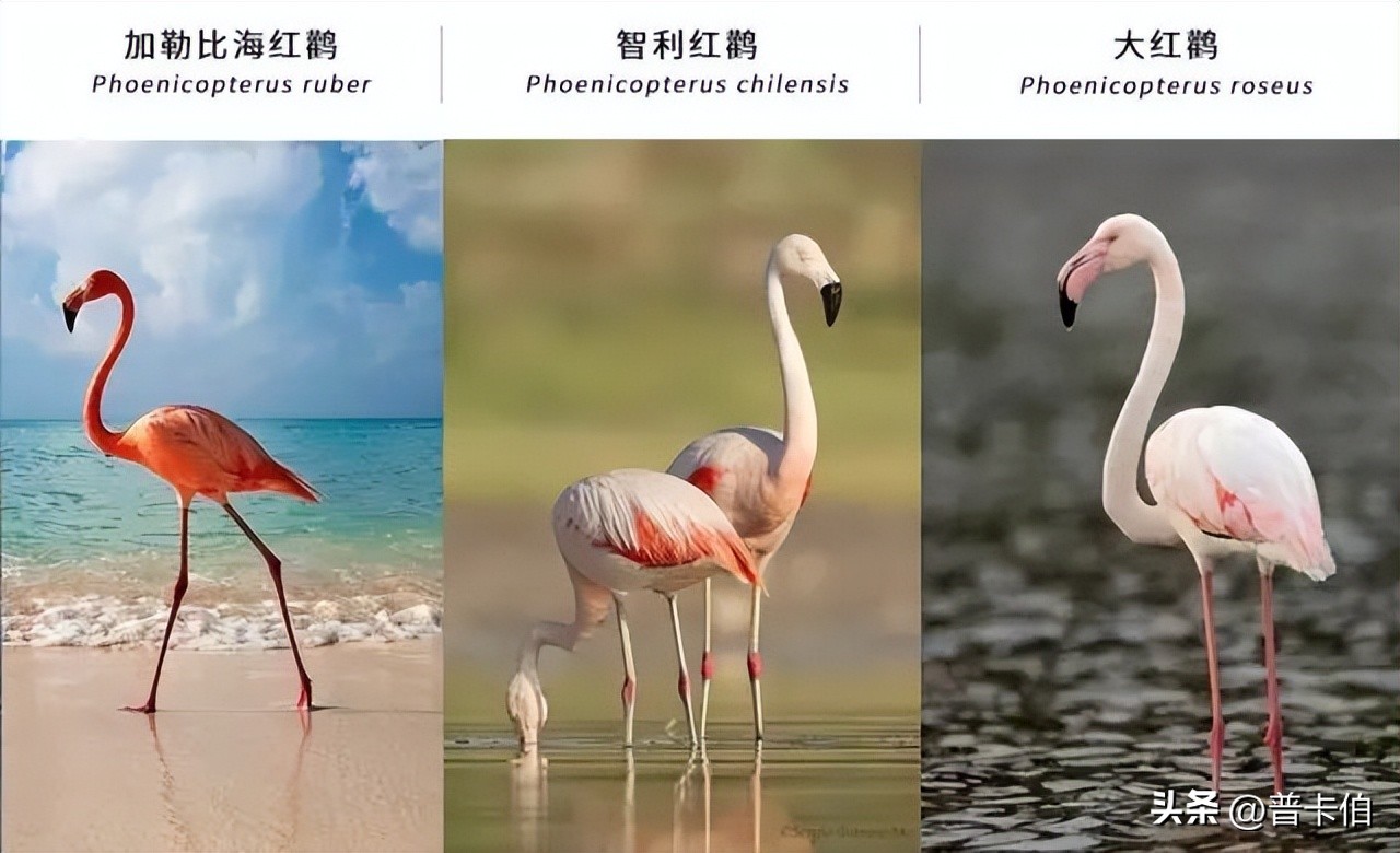 火烈鸟天生是白色的吗,火烈鸟羽毛是不是天生的