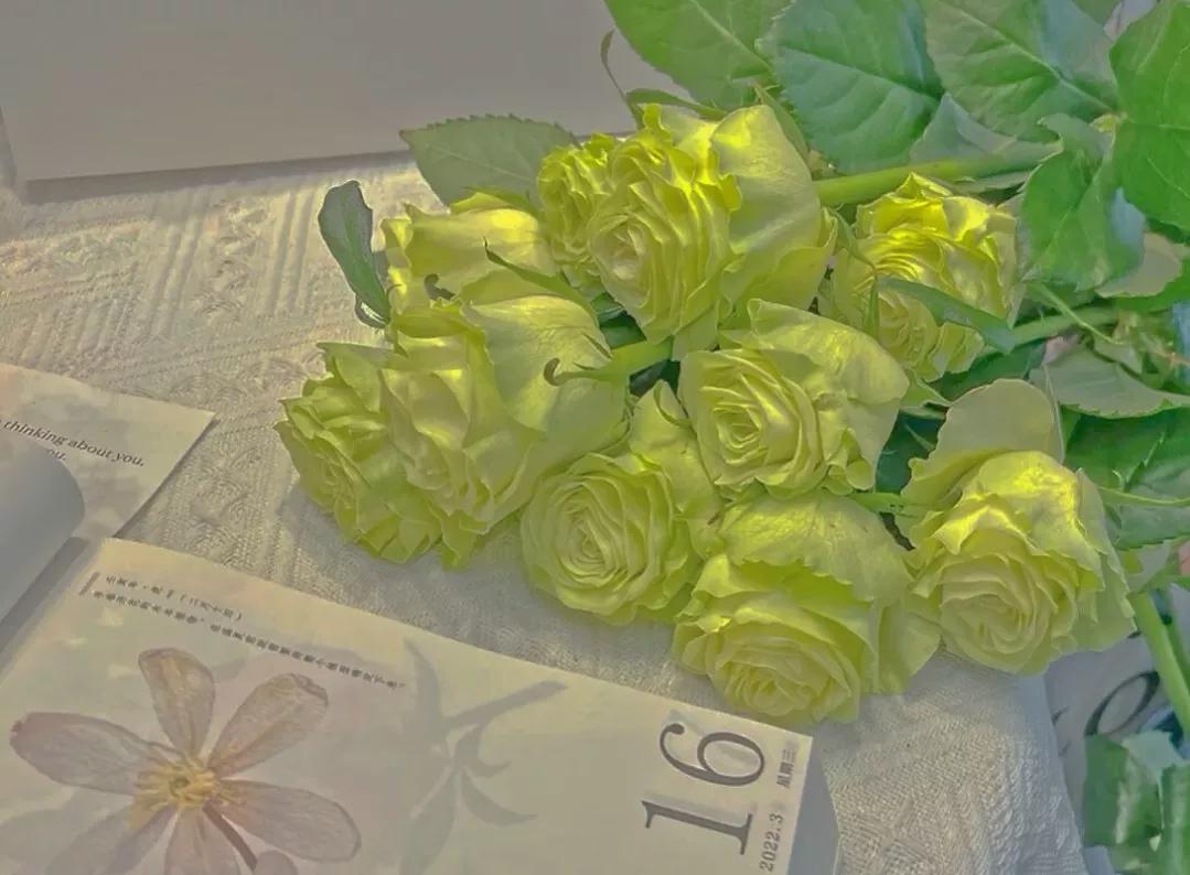 红色玫瑰花花语和寓意,满天星和玫瑰花的花语