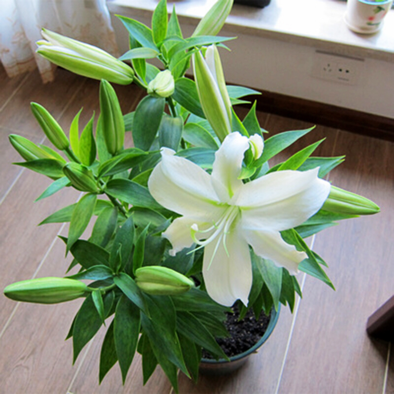 百花齐放春意浓群芳争艳,百花齐放喜迎新春