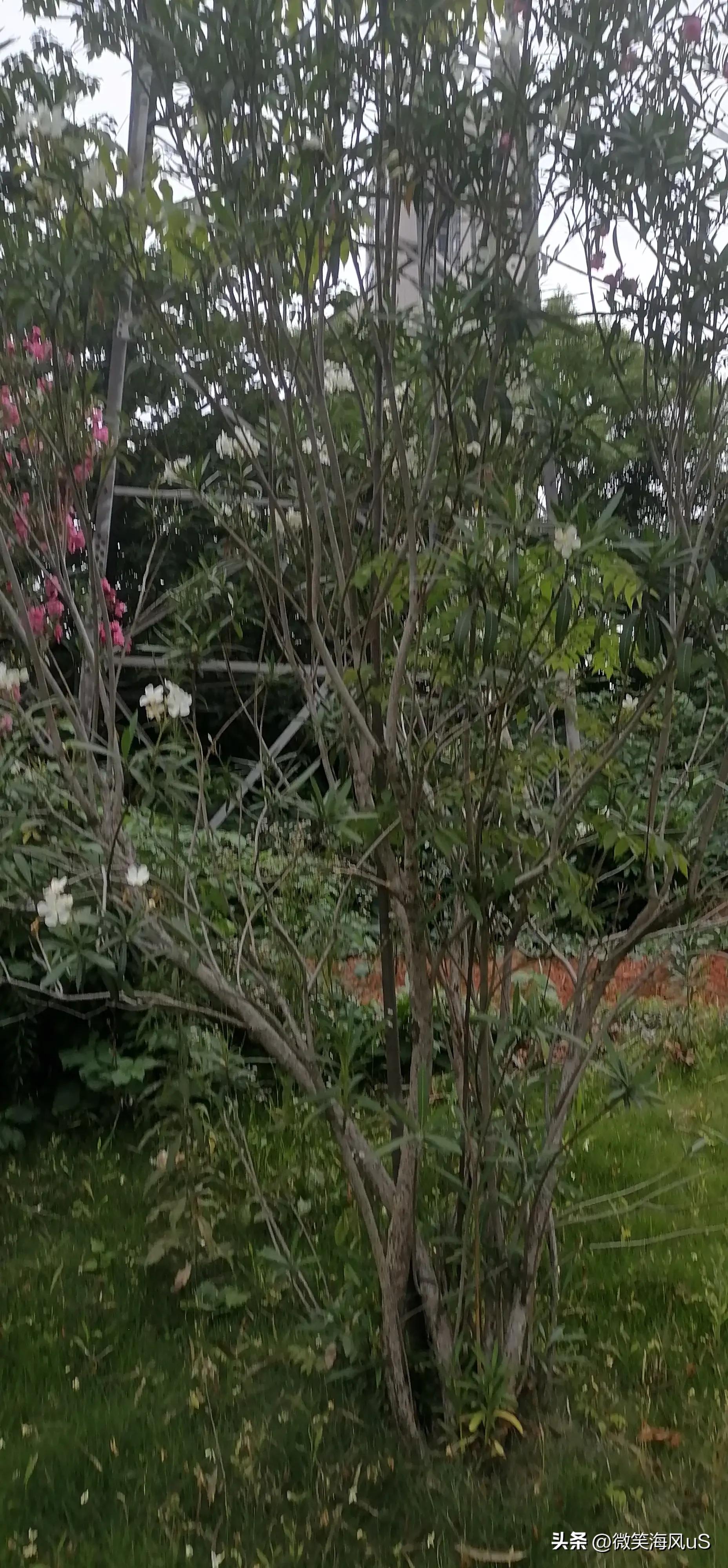 夹竹桃作品图片大全,夹竹桃花小说