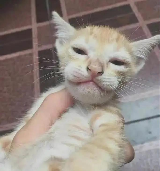 当猫猫被蜜蜂蛰了一下后,当蜜蜂蛰到狗头