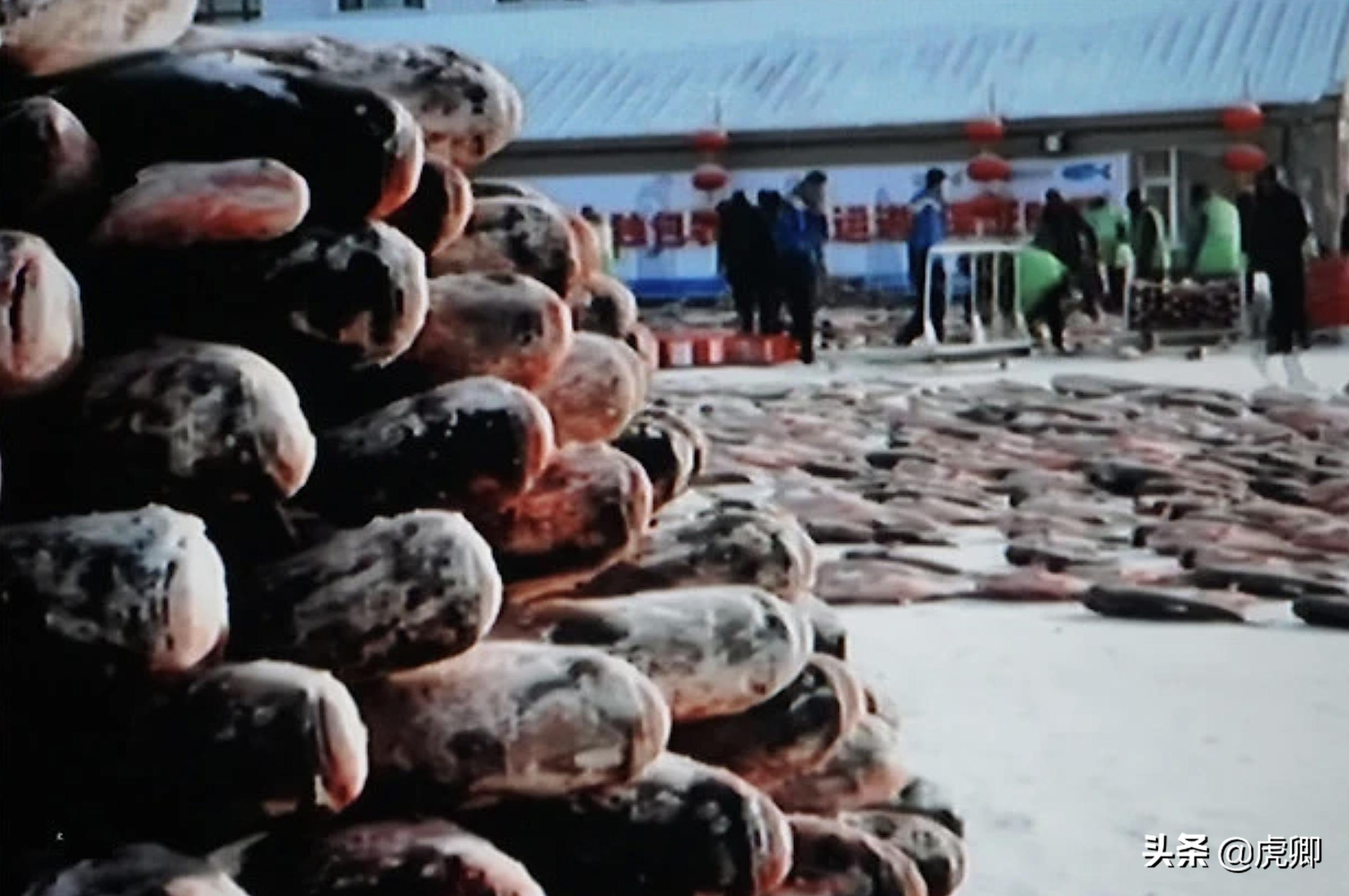 天价鱼的秘密：300万一条38斤的鱼，查干湖胖头鱼曾是帝王特供？