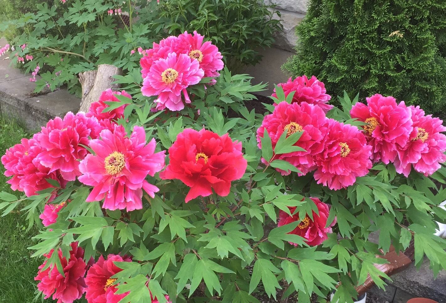 12星座都代表什么花什么季节开放,十二星座幸运花是什么花