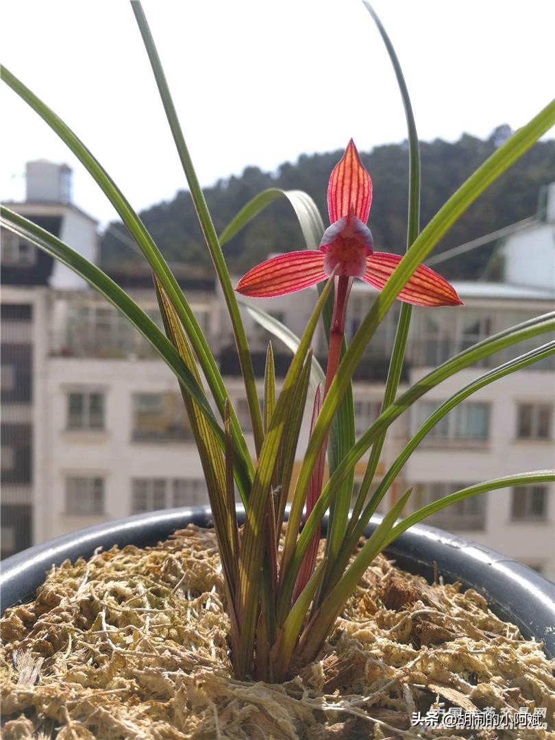 兰展名贵兰花,云南兰展最好的兰花