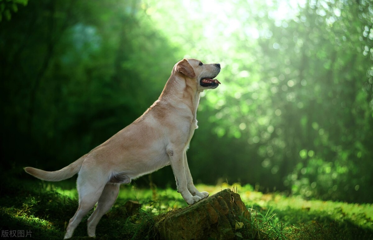 狗狗口炎症状以及治疗,狗狗口炎的症状及治疗方法