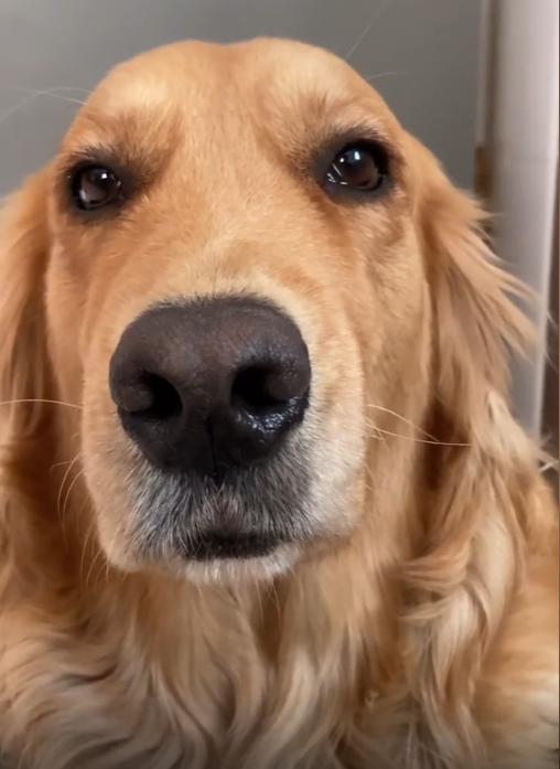 网红金毛coco到底是得了什么病,金毛coco离世原视频