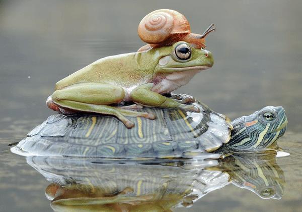 无需精细标记,单击物体实现物体移除、内容填补、场景替换