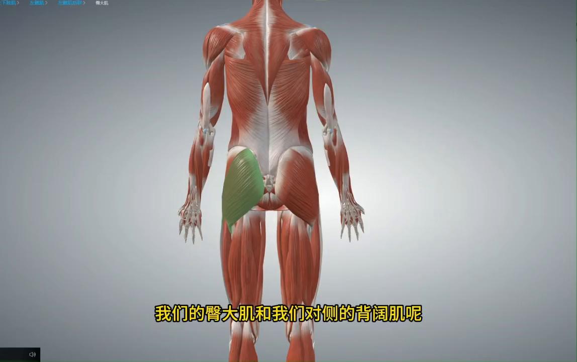 臀大肌松解法,臀大肌痛训练方法