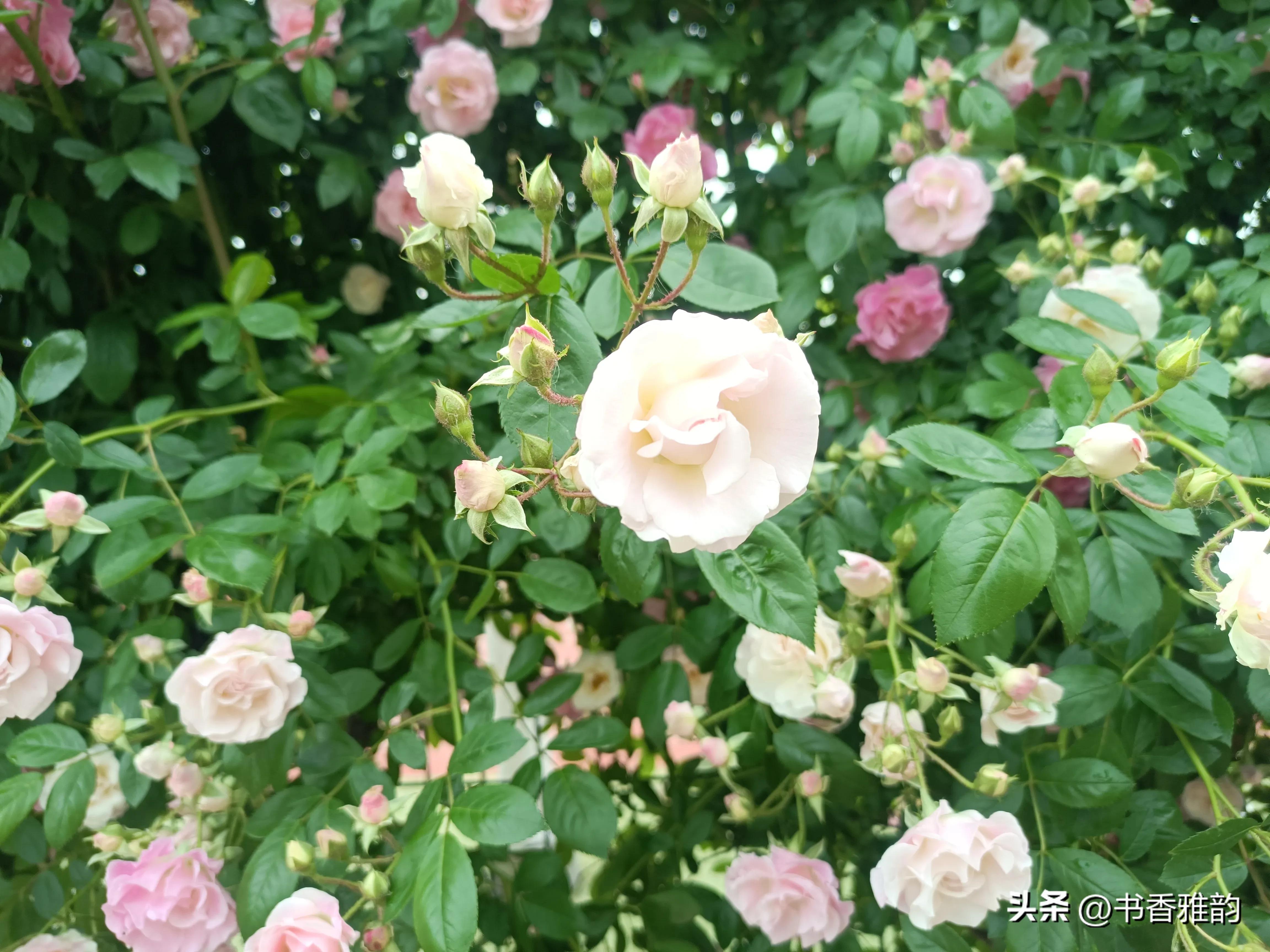 美丽的蔷薇花美如画,龙湖公园蔷薇花盛开美如画