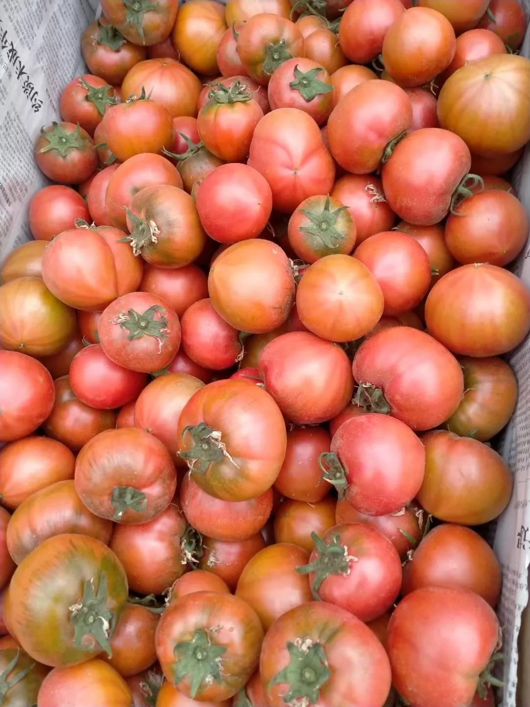 朝阳市朝阳寺简介,朝阳寺简介
