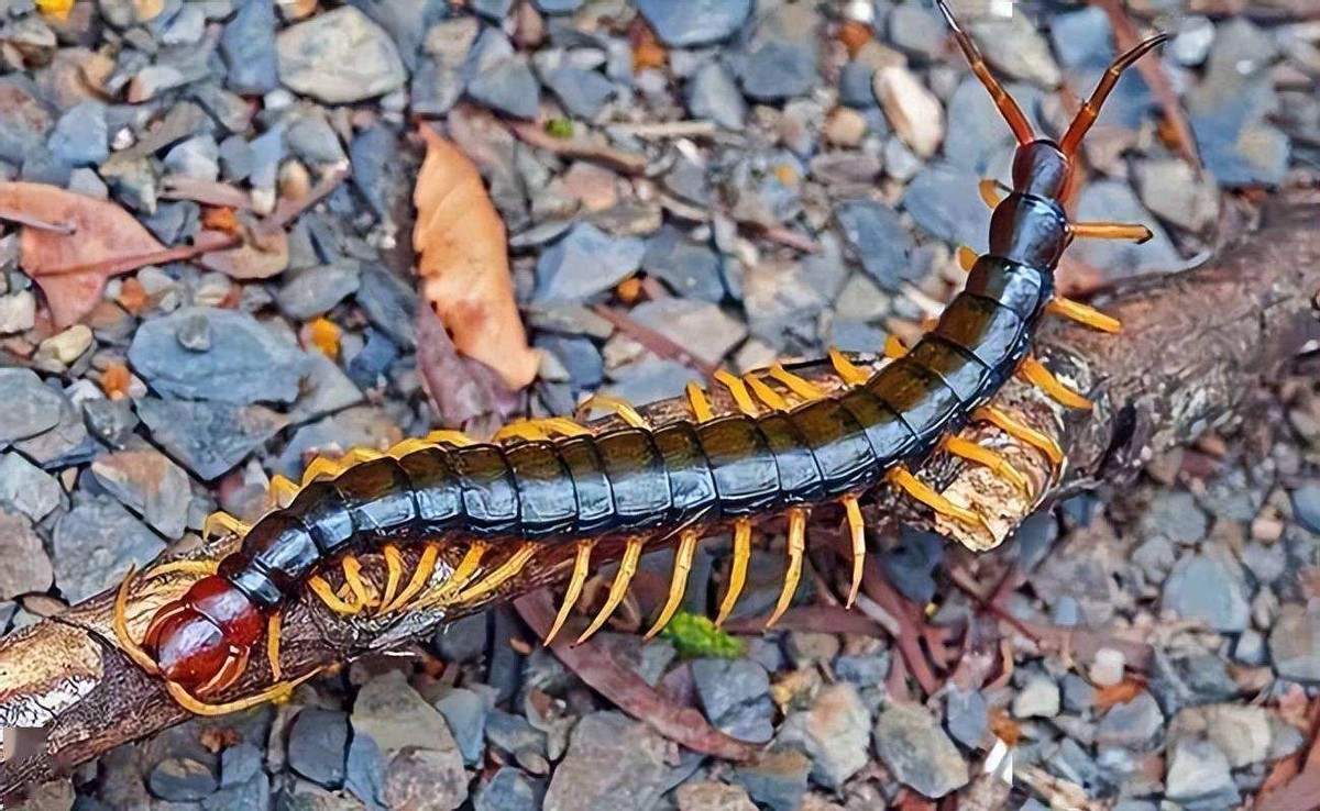 蜈蚣毒性与蜈蚣大小有关吗,巨型蜈蚣和普通蜈蚣哪个毒