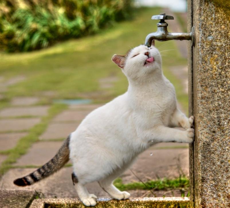 最简单的流浪猫图片大全,最美的一只流浪猫图片