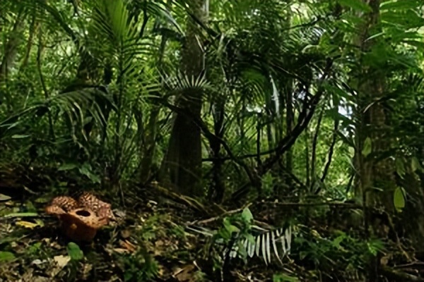热带雨林是地球之肺教学视频,热带雨林是开发还是保护