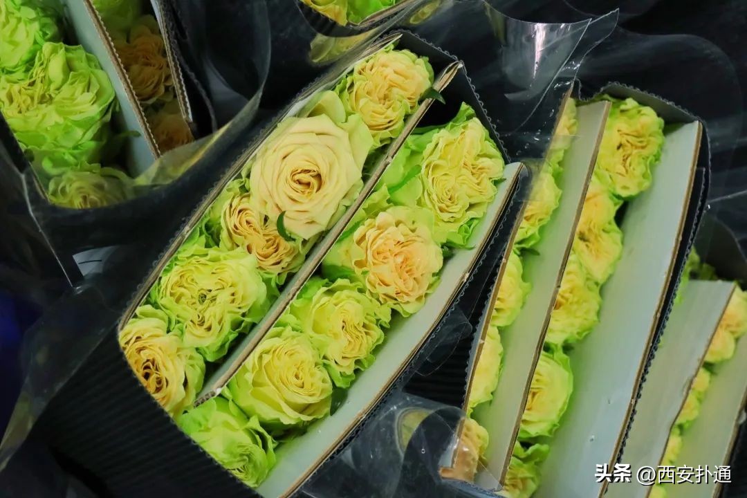 西安情人节去哪比较好,西安买花攻略