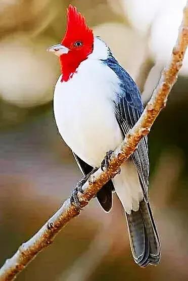 奇怪的小鸟视频,稀奇古怪的鸟