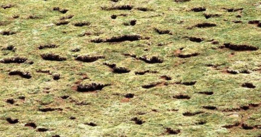 高原鼠兔是易危还是濒危,高原鼠兔到底有多可怕