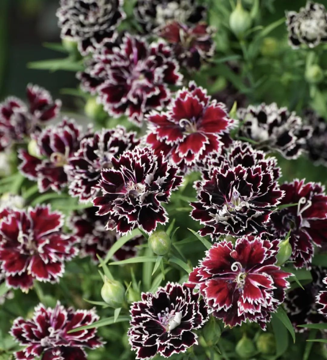 什么花好养又净化空气还漂亮,什么花好看好养抗冻还净化空气