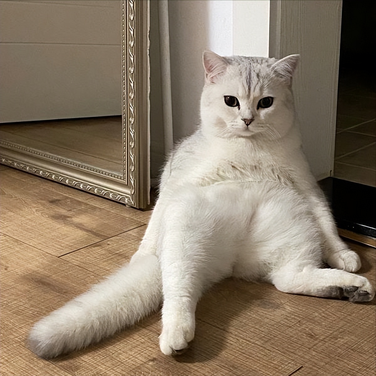 猫咪的铲屎官注意事项,猫咪缺乏安全感怎么办