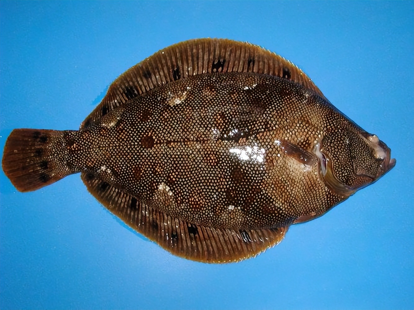 条斑星鲽工厂化养殖技术,星斑川鲽的营养价值