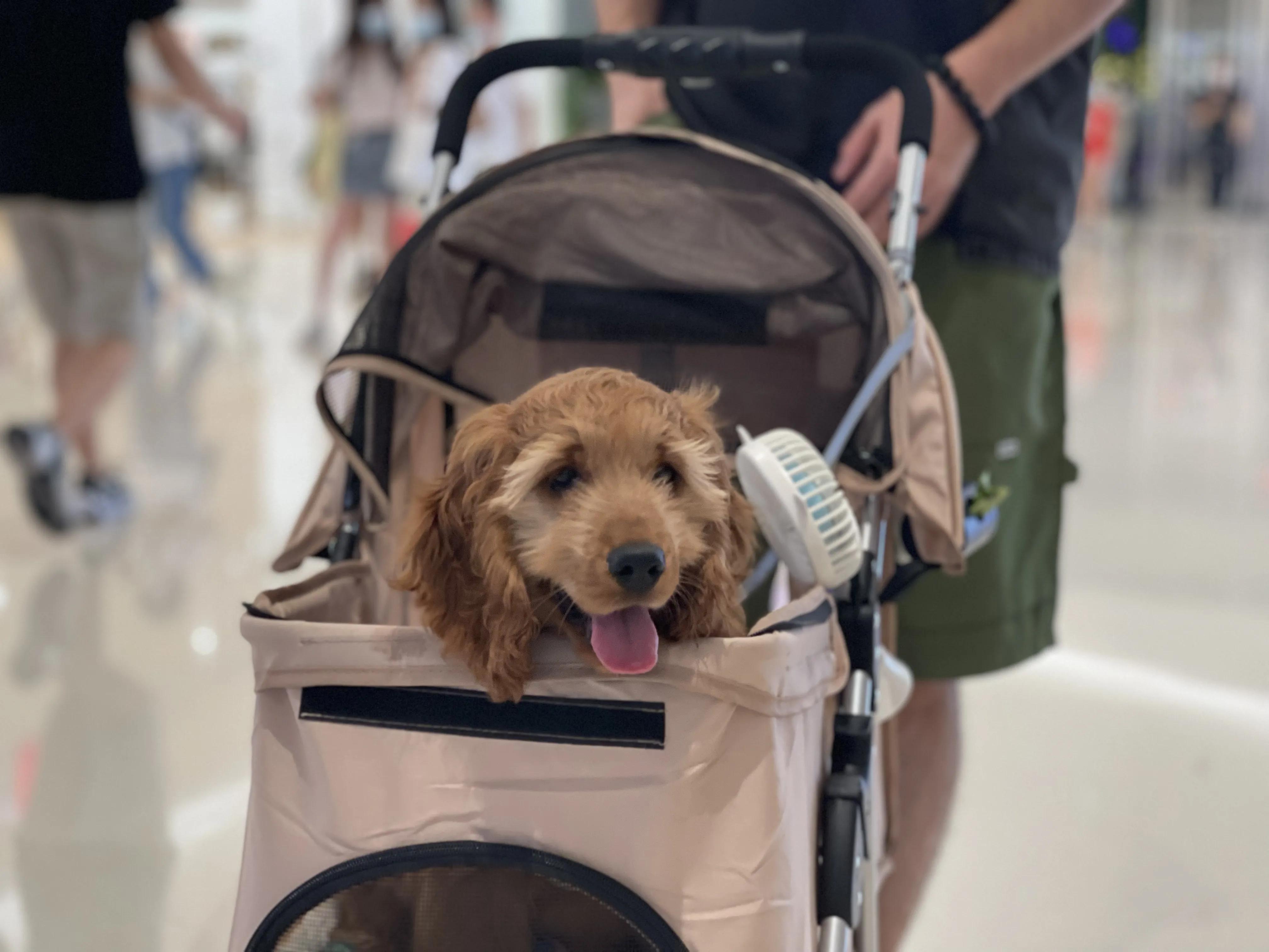 我不是金毛，是英国可卡犬—水煎包的自我介绍,包子麻麻的讲述