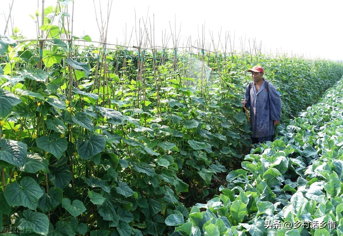 叶面肥早上使用好还是傍晚使用好,玉米叶面肥磷酸二氢钾使用方法