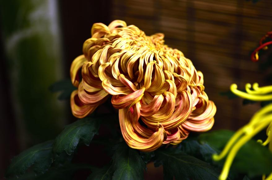 十首赏菊的诗词,赏黄花的诗句