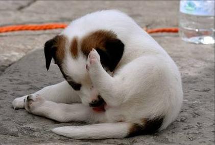 养狗冷知识二哈,两个月狗狗一直舔尿道口