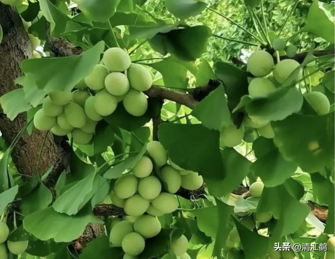 鸭掌木病害图谱及防治,鸭脚木的病害和治疗方法