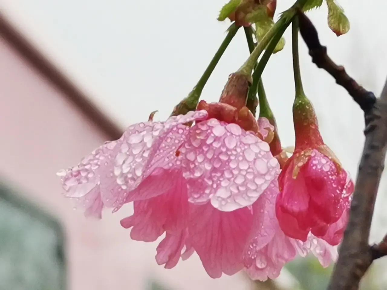 2019年深圳3月哪里的樱花盛开呢,深圳最美樱花在哪里十一月