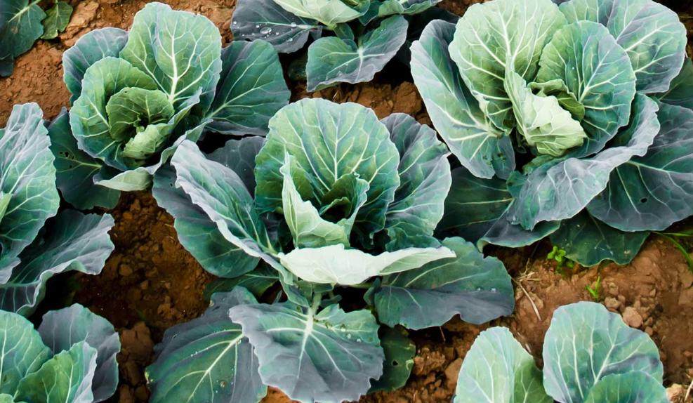 金属钼主要产哪个国家,金属钼的用途与价格