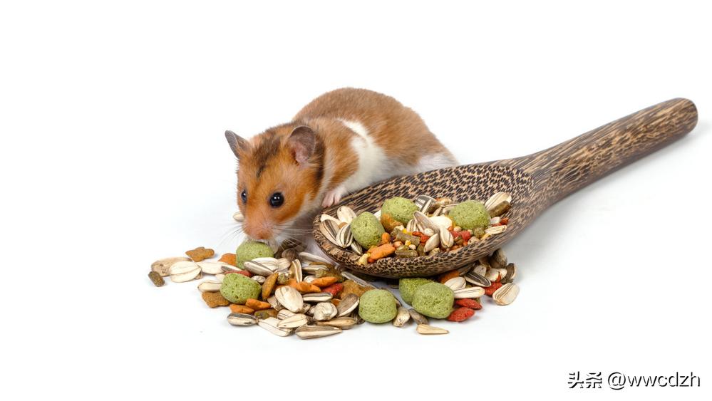 仓鼠养殖技术第一集,仓鼠养殖方法和注意事项