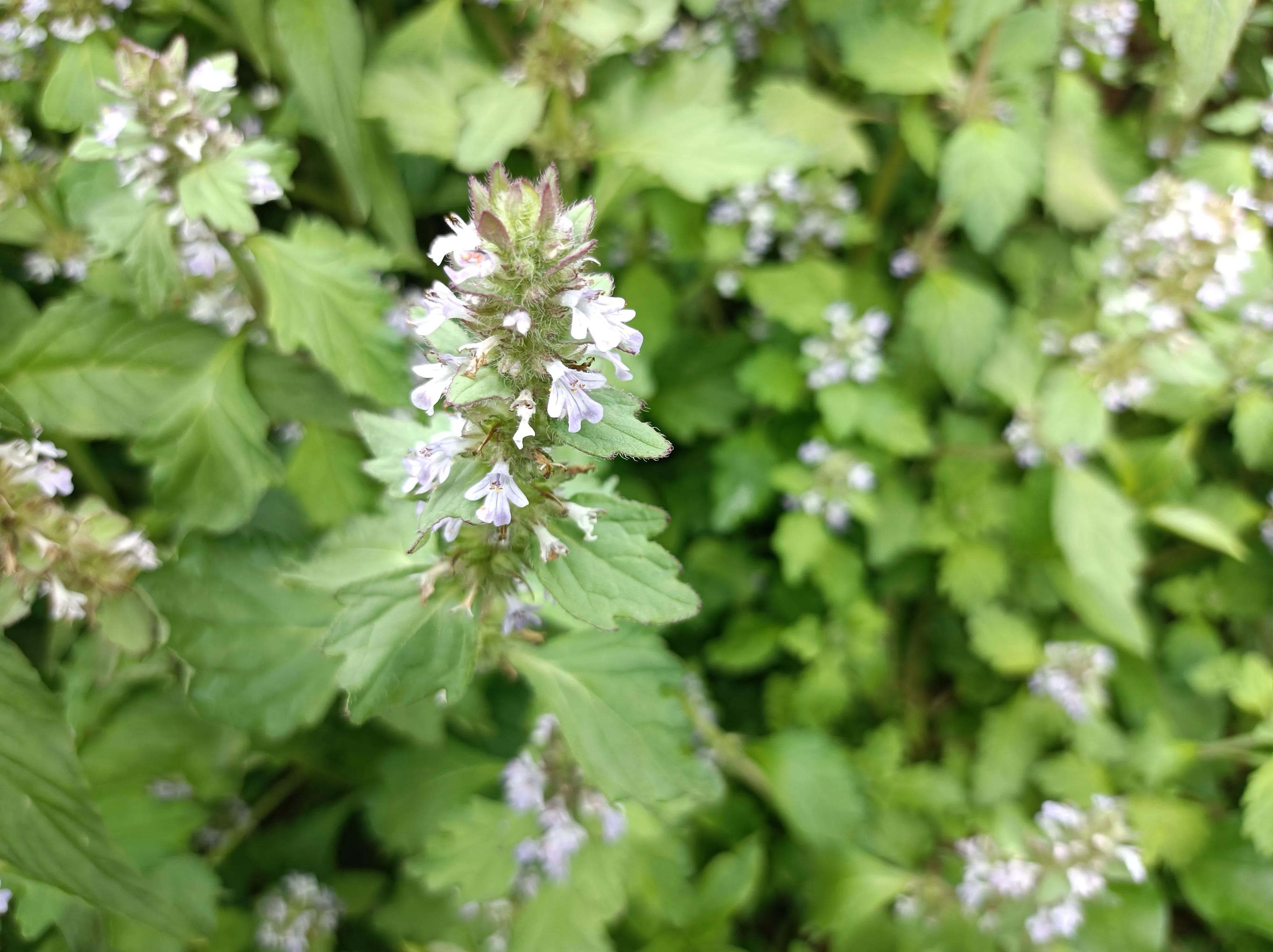 野生白毛夏枯草功效,中草药白毛夏枯草图片