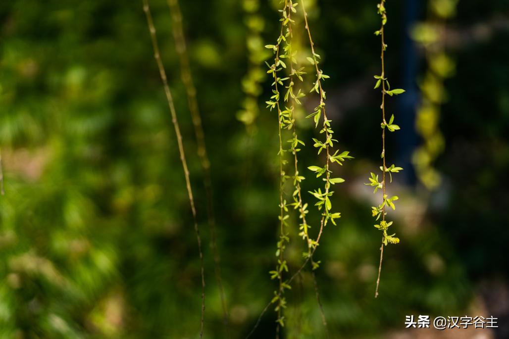 惊蛰惊动了哪些虫子,惊蛰惊虫