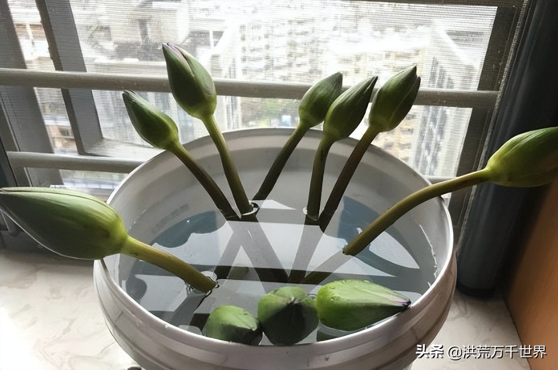 鲜花买回来后应该怎么养,向日葵鲜花收到后怎样醒花