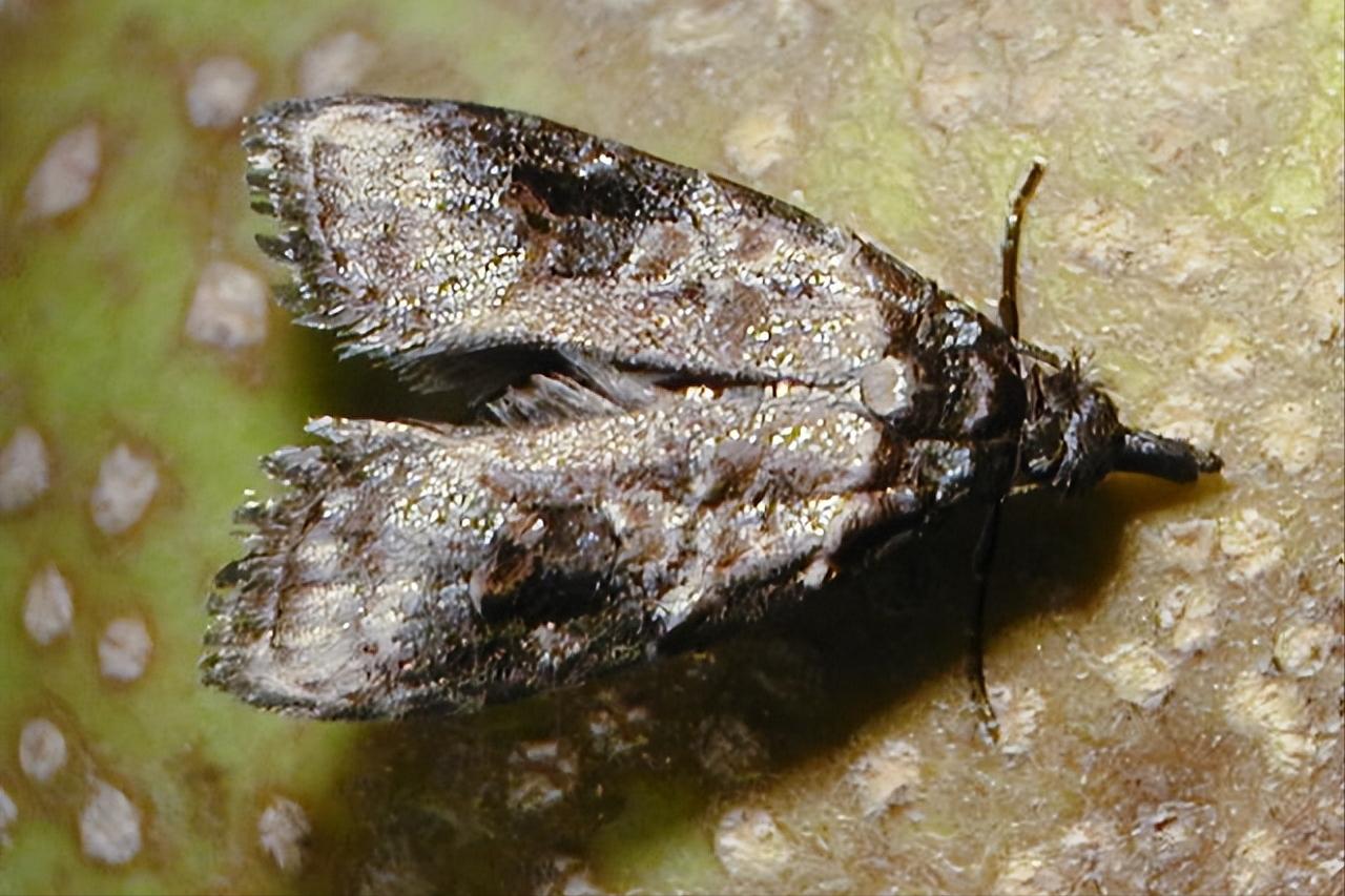 在水果里的虫子,水果套袋子能否防鸟虫