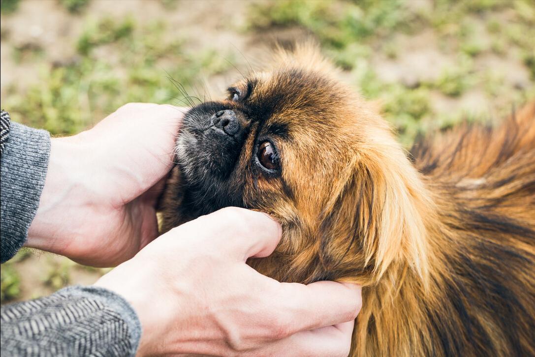 哪种宠物狗最便宜好养,养什么宠物狗比较便宜